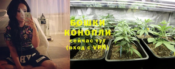 прущие грибы Надым